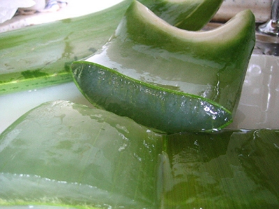 cut aloe vera with gel
