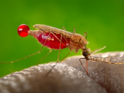 female mosquito biting human skin with blood