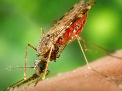 malaria mosquito on skin