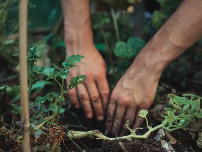 gardening Man hands covered in soil