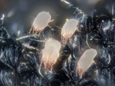 Four dust mites on a microscope and cloth