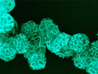 green colored bacteria inside the digestive track that is under the light